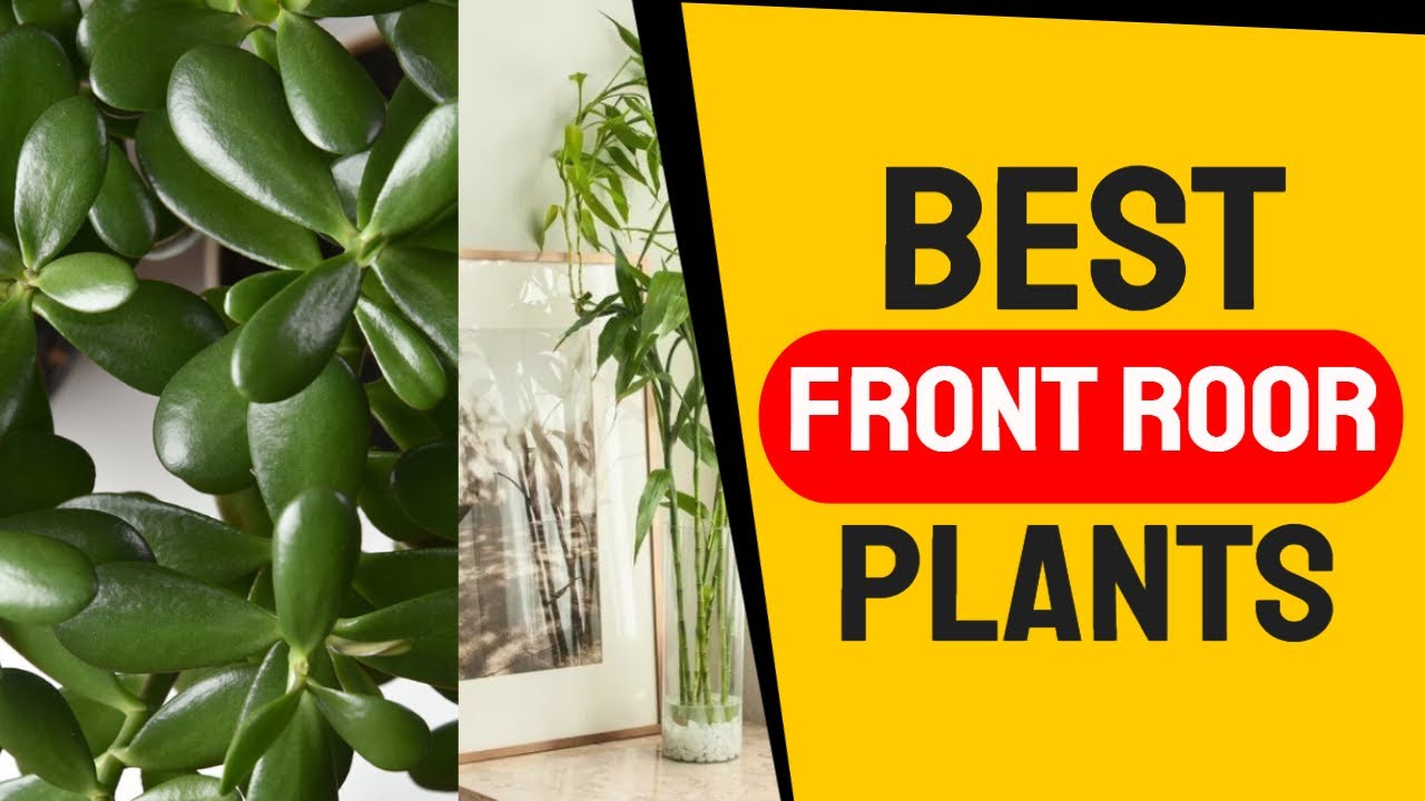The Best Front Door Plants for Good Feng Shui YouTube