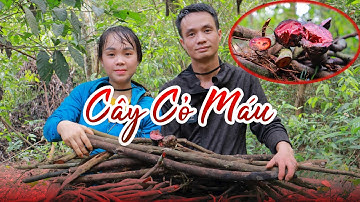 Cây Cỏ Máu - Thảo Dược Quý Vùng Tây Bắc | Hoa Đất Mường travel