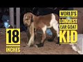 Worlds longest ear goats breed kid  livestock information by muhammad ali