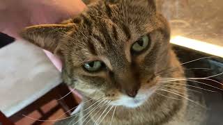 Another Cute Cat Purring by Jacob G. Witmer 20,834 views 1 year ago 2 minutes, 8 seconds