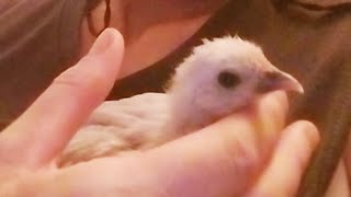 Four Week Old Baby Girl Easter Egger Bantam @JacquelineJaroffaith #bantams Wealth