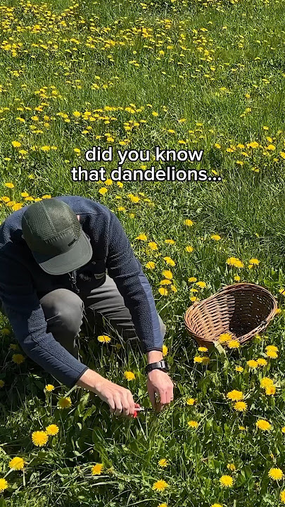 I tested 3 dandelion recipes