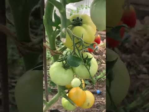 Достигають 