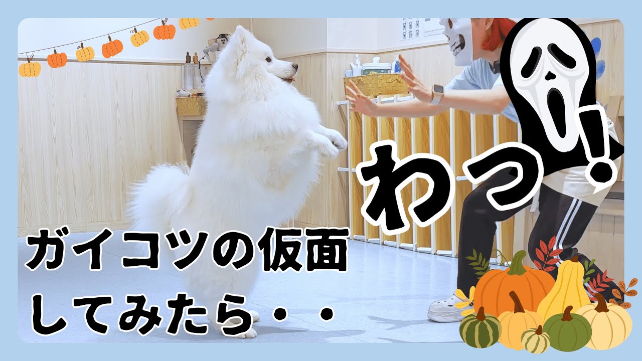 サモエドカフェのりきは天才らしい。え、何でわかるの？匂い？【サモエドカフェアル名古屋栄】