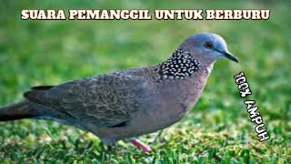 suara pikat burung tekukur sangat ampuh