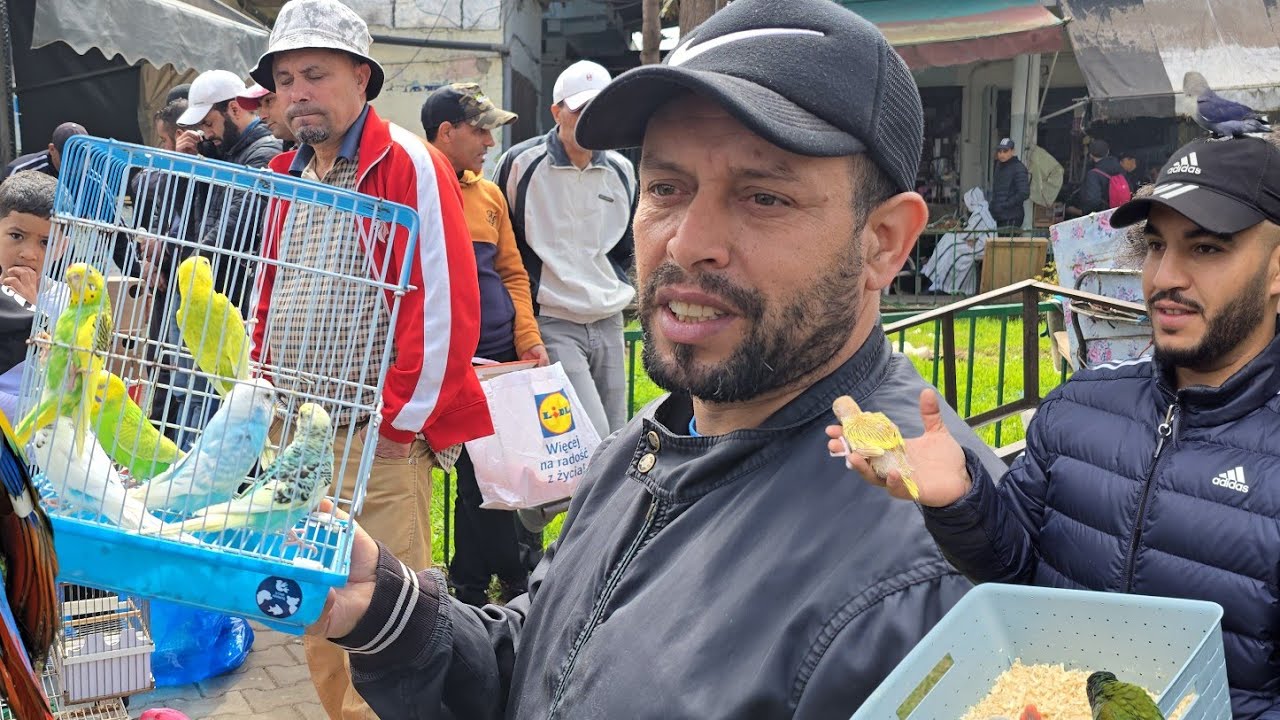 سوق القريعة🔥أجيو نتولعو ونتعرفو على أتمنة مختلف أنواع الطيور عشاق وليدات للدريساج فرجة ممتعة