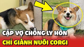 Cặp vợ chồng CHỈ TRANH GIÀNH QUYỀN NUÔI CORGI khi ra tòa LY HÔN 😂 | Yêu Lu