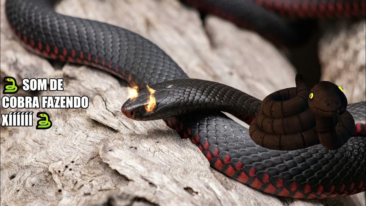 🐍 Som de cobra fazendo XÍÍÍÍÍÍ 🐍 Snake 🐍 Serpiente 🐍 ヘビ YouTube 🐍 Som de cobra fazendo XÍÍÍÍÍÍ 🐍 Snake 🐍 Serpiente 🐍 ヘビ YouTube