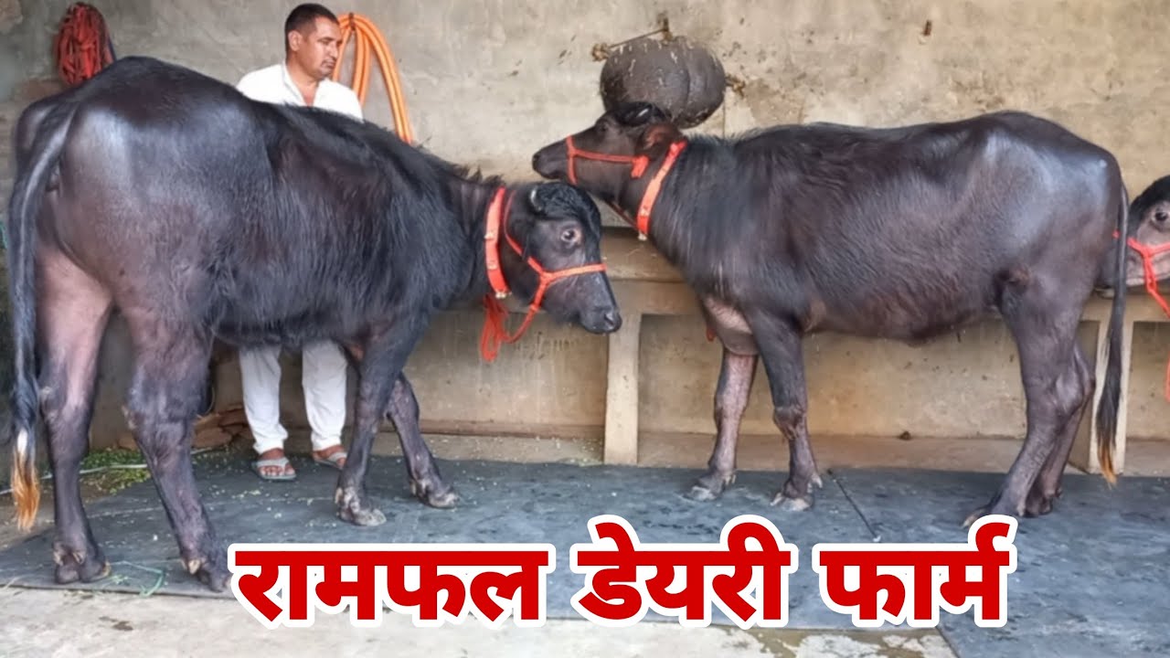 रामफल डेयरी फार्म, 4 कटड़ी टॉप मुर्राह नस्ल की बिक्री के लिए उपलब्ध || गांव- धमतान साहिब, जिला- जींद