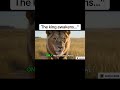 The king of the jungle is awake 😳#shorts #lion #viral #animaldocumentary