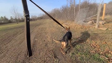 How to Protection Train your puppy - pt 3 BOOGYMANS