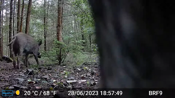 Wild Boar's Scratching on the Trail Camera - Forest Of Dean