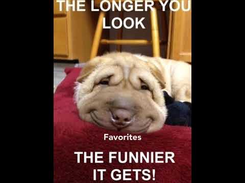 funny-dog-face-memes