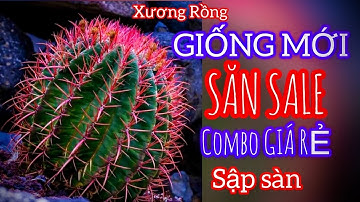 Săn sale combo giá rẻ sập sàn và cập nhật xương rồng giống mới #cayxuongrong #xuongrongbmt
