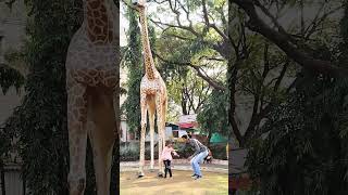 Daddy Mujhe Giraffe Pe Baithna Hai