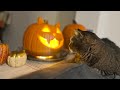 Вырезаем тыквы на 🎃 Хеллоуин. Джек фонарь 🎃