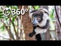 360º Surrounded by Lemurs - Perth Zoo - Australia 4K