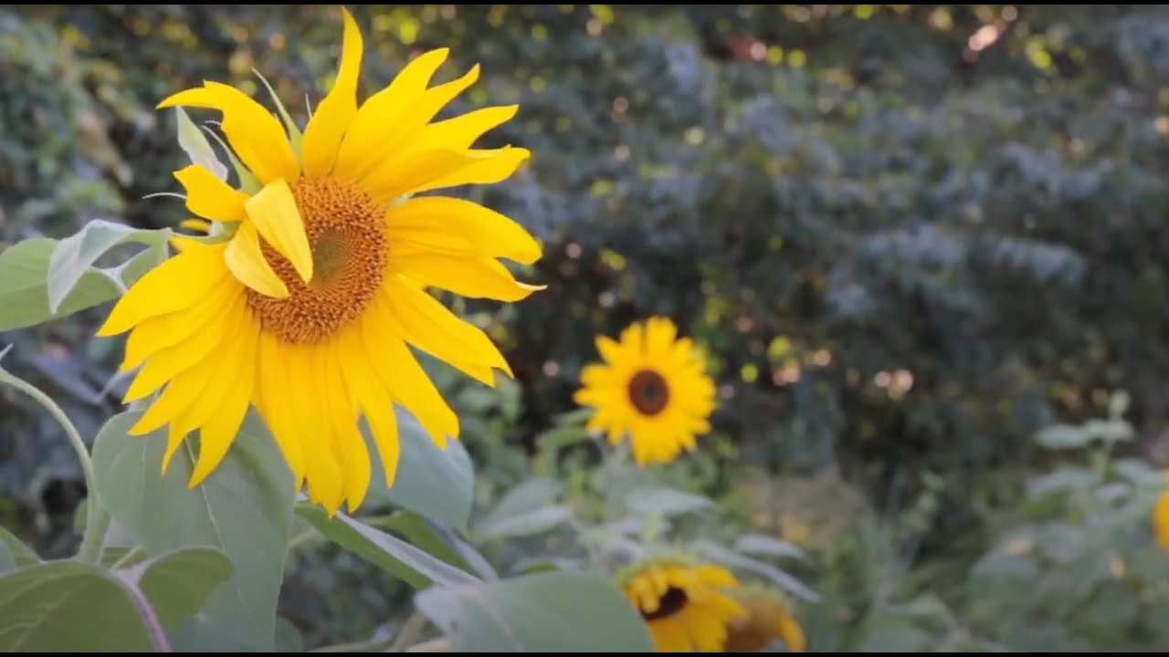 Plant Based Film YouTube