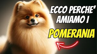 Volpino di Pomerania: il cane perfetto per te? Scopri carattere, cura e curiosità