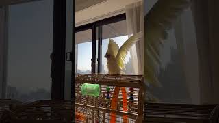 A Hora Do Banho Cacatuas Adoram Tomar Banho