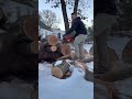 390XP, fresh square grind rippling through red oak #chainsaw #husqvarna #firewood #treework #faller