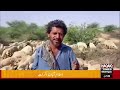 Mysterious Goat Disease Hits Gadap Areas۔ Latest Update!!!Haqaiq Times News