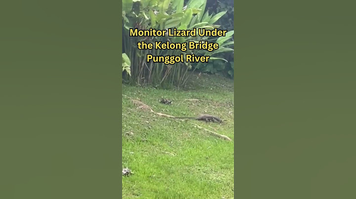 Monitor Lizard Under the Kelong Bridge Punggol River #punggol #新加坡 #singapore