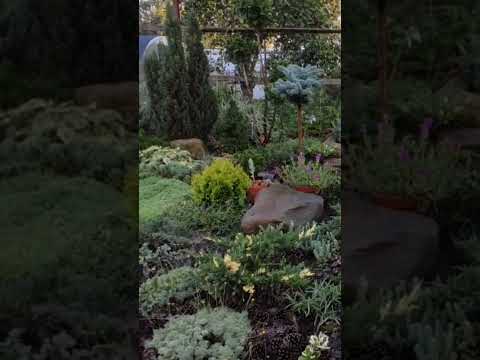 Хвойный сад. Почвопокрывные