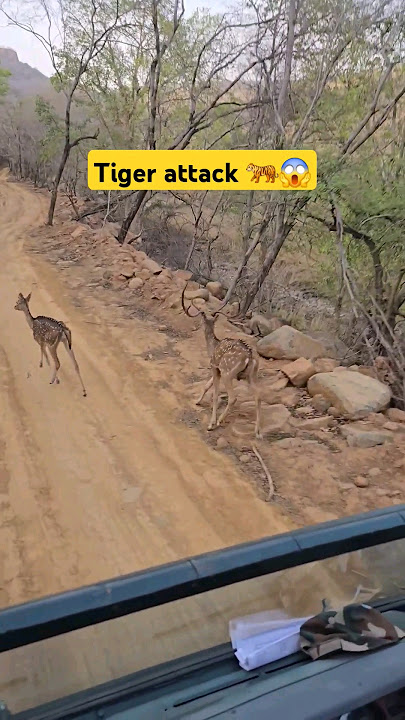 Tiger Attack | Ranthambore National park | wild and nature #tiger #jungle #wildlife #viral #nature