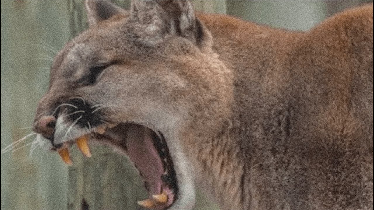 The horrors of running into a mountain lion - YouTube