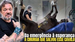 A Cirurgia Em Cavalos Que Poucos Têm Coragem De Mostrar