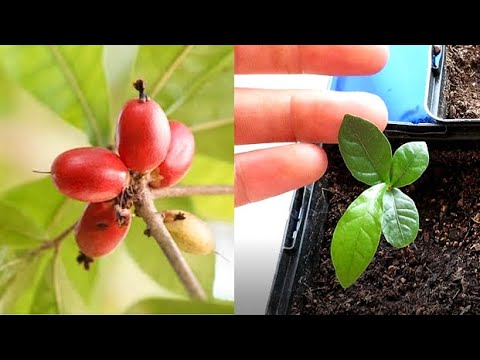 Video: Actinidia Is All About Growing A Miracle Berry. Planting And Leaving. Varieties. Photo