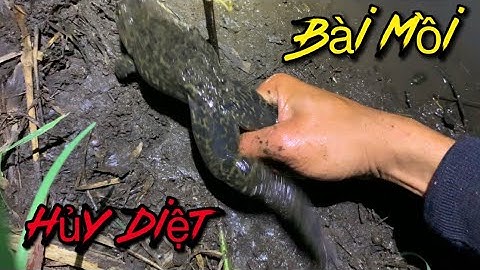 Cắm Câu Ếch Đồng Đánh Sập Một Khu Vực Với Loại Mồi Này || Big frog