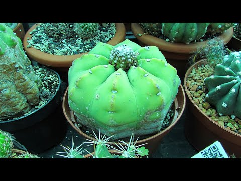 Video: Cristata Brain Cactus Care - Cari Tahu Cara Menumbuhkan Kaktus Otak