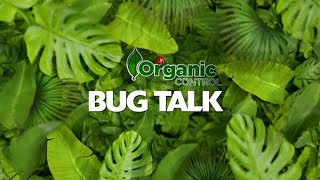 Bug Talk Episode1: Ladybugs