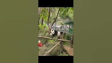 Giant pandas may be national treasures, but their strange behavior can make people uncomfortable.