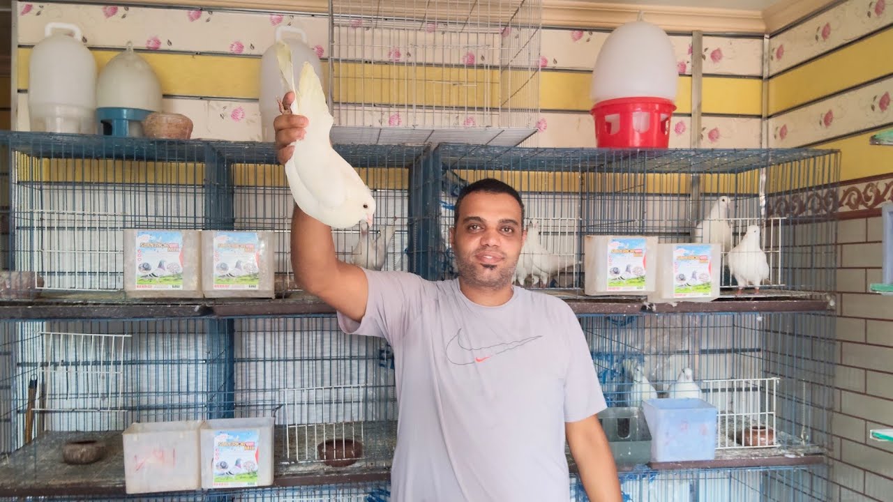 موجود مجموعه 🚀حمام لاحم فرنساوي وزواجل بسعر مناسب للجميع 01015811099#العناني