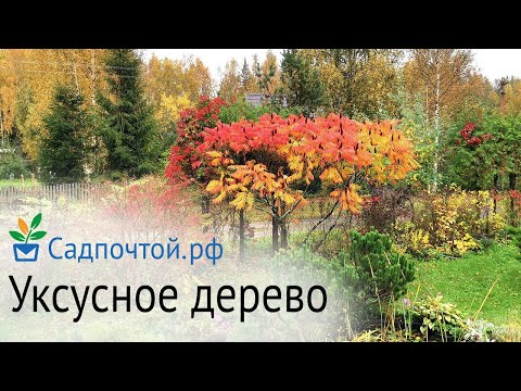 Видео: Сумах - ярки цветове на есента