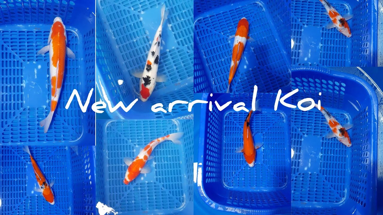 Japanese Koi fish new arrival - YouTube