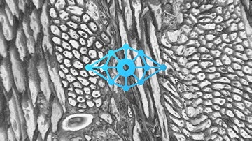 What is syGlass?