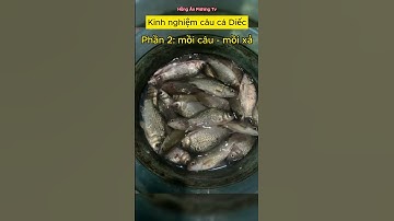 Kinh nghiệm câu cá Diếc - Mồi câu và mồi xả - Hồng Ân Fishing Tv #shots