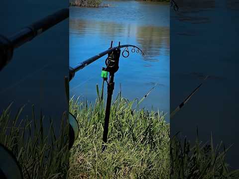 Video: Hoe lank hou vars boilies?