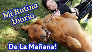 Un Recorrido En Mi caminada Como Paseadora de Perros con un Golden Retriever y un Golden Doodle