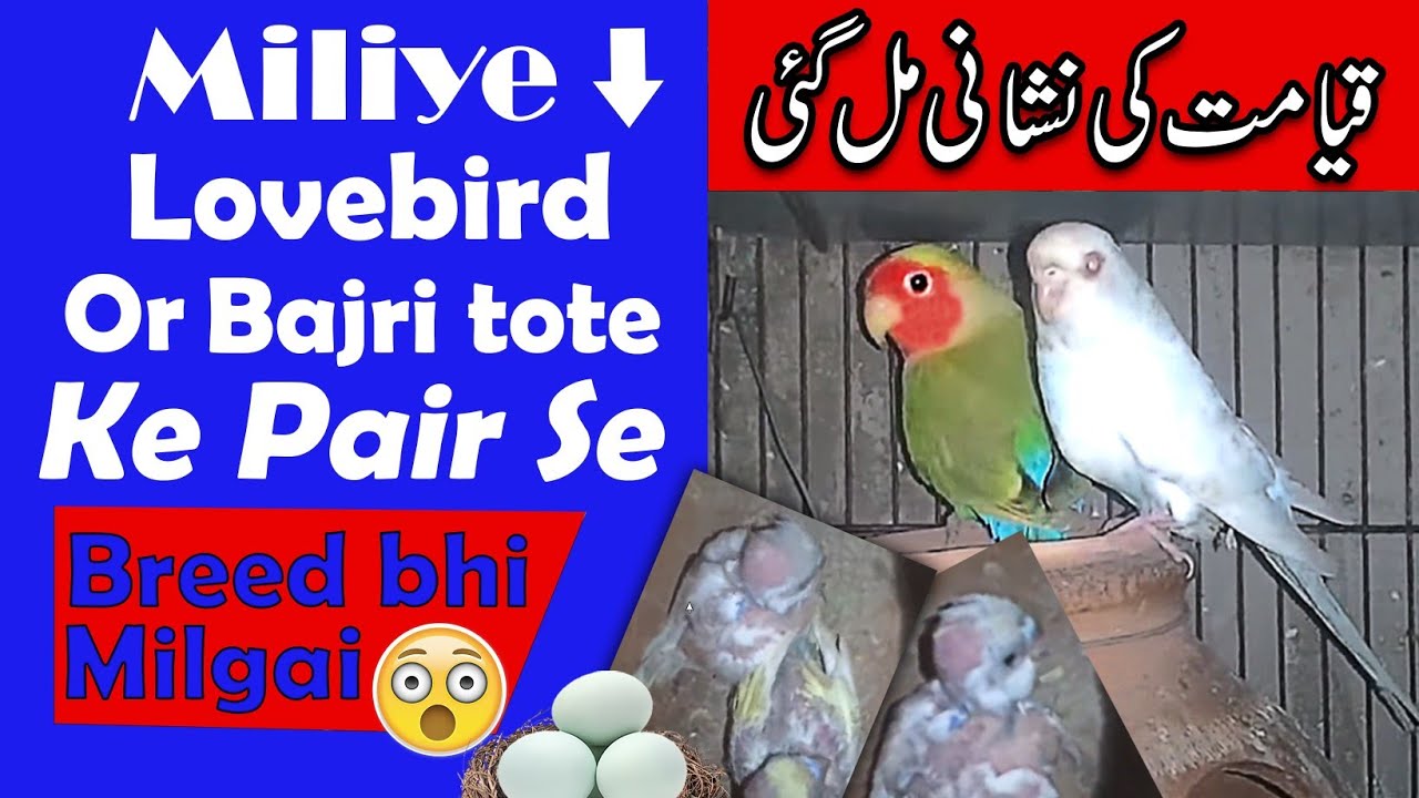 lovebird or budgie ka pair aj tak nhe dekha hoga | can lovebird breed with a budgie | cross breeding