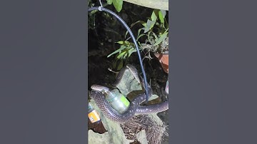 Mẹ con rắn hổ hành trèo cây #snake #cobra