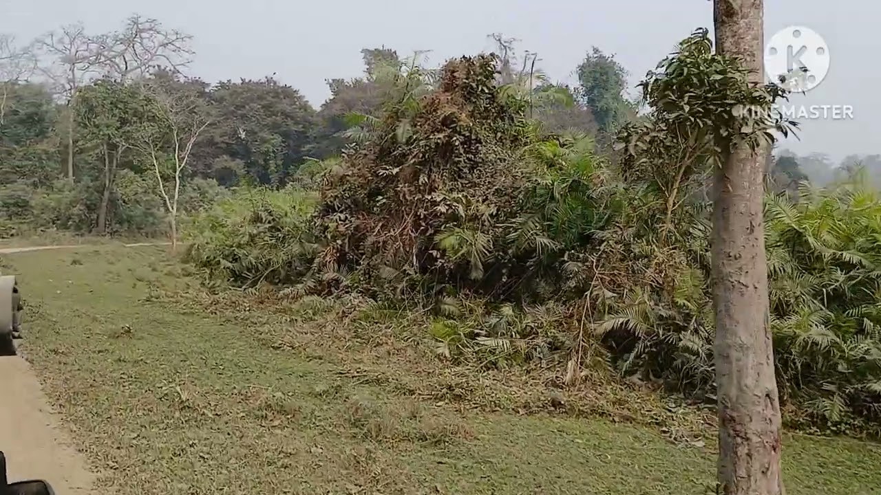 Kaziranga National Park tour 