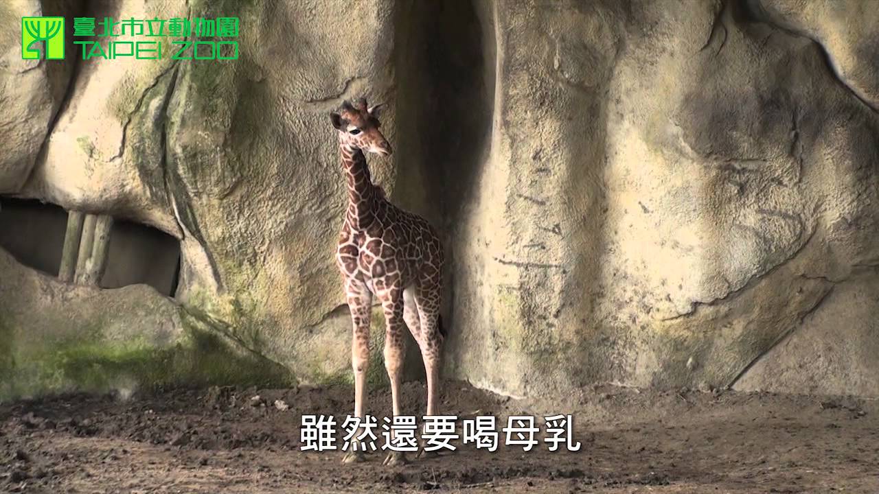 小長頸鹿 - 霄順 The Newborn Giraffe -Xiao Shun
