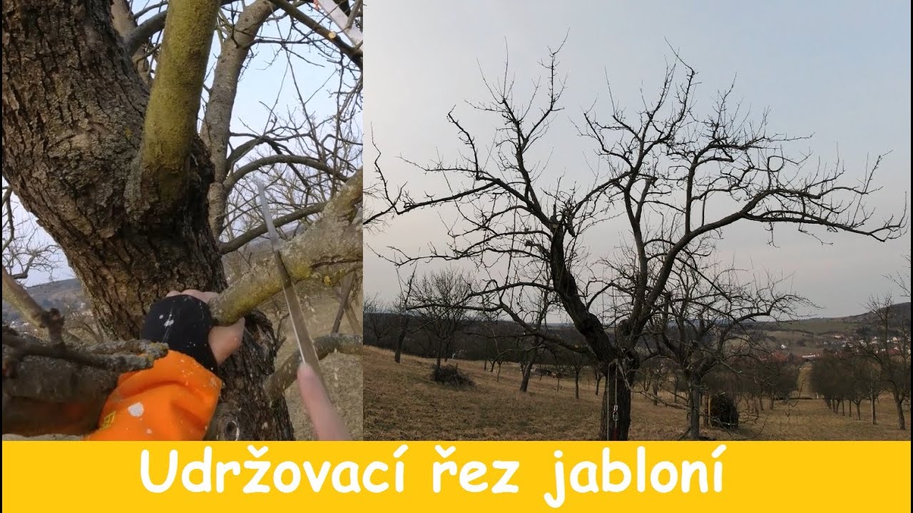 Udržovací řez dospělých jabloní. Ukázka střihu 70ti leté jabloně v kondici.