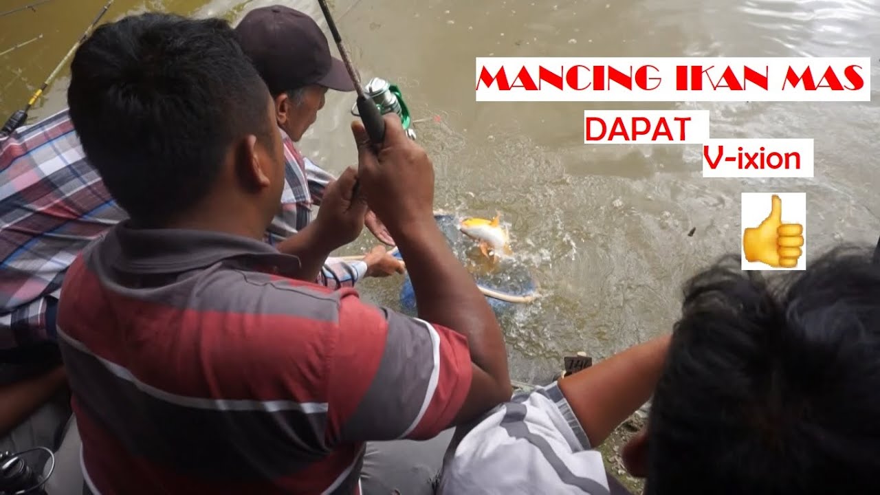 Video Berkunjung Ke Kolam Show LIMBONG Kolam Pancing Ikan Mas di Dairi