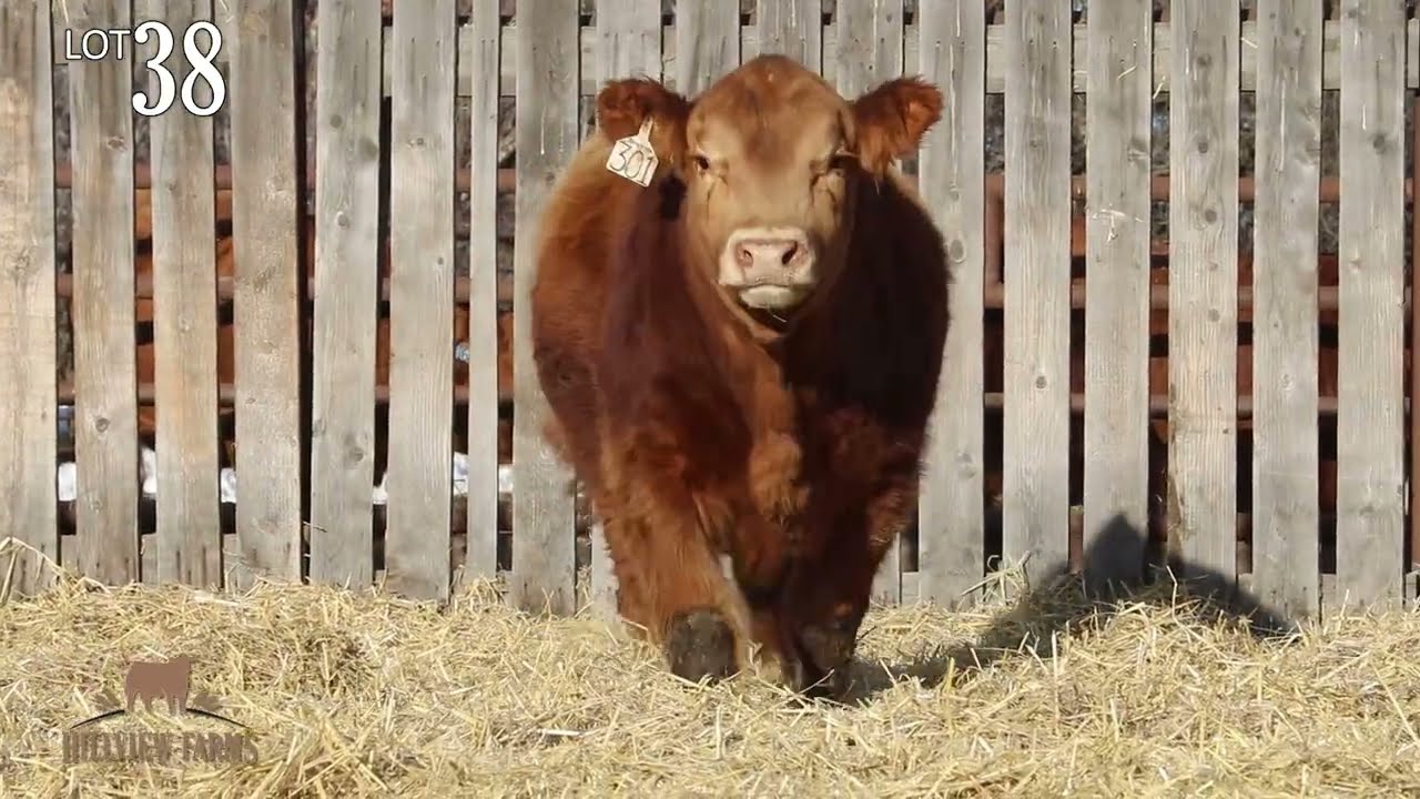 Hillview Farms Bull & Female Sale 2026 Lot 38 Hillview No Man's Land 301N